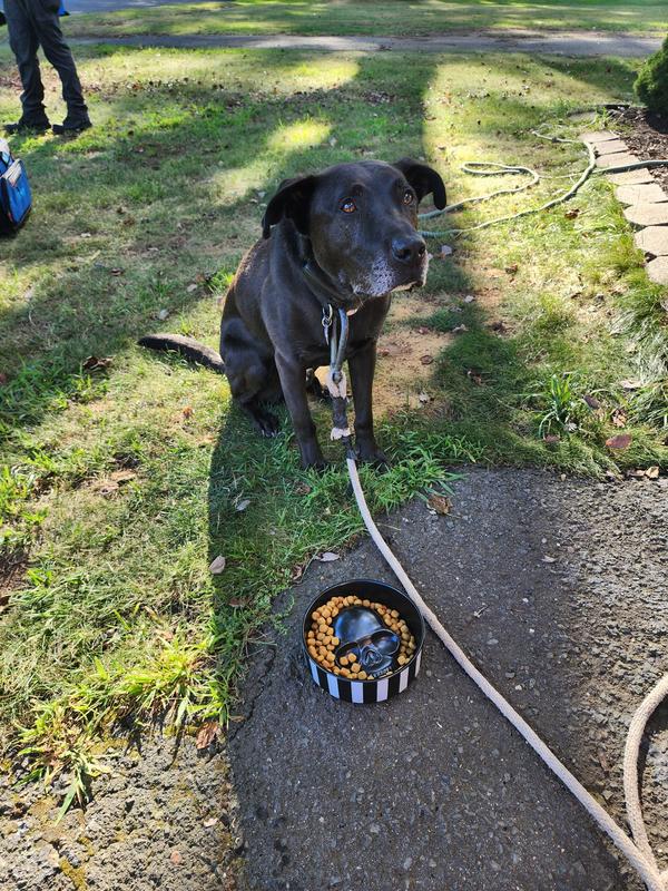 Our pup enjoying his new bowl and patiently waiting to eat