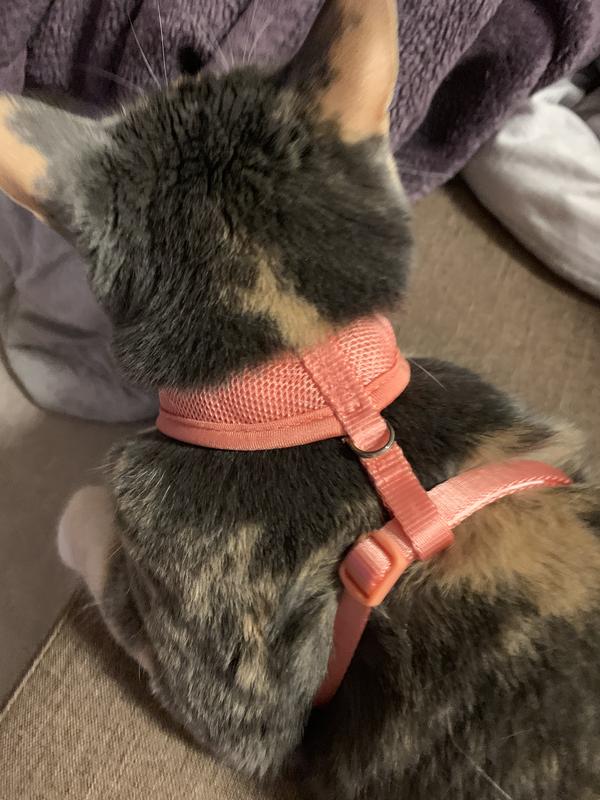 How to Put On a Cat Harness