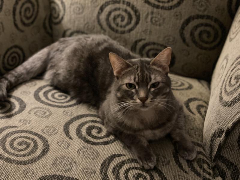 My kitty loves this healthy food, and it is super easy to use do to great packaging.