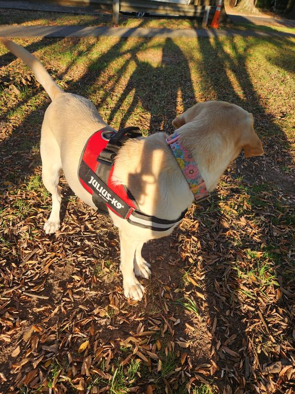 Julius K9 Red Dog Harness 3X Small Petco