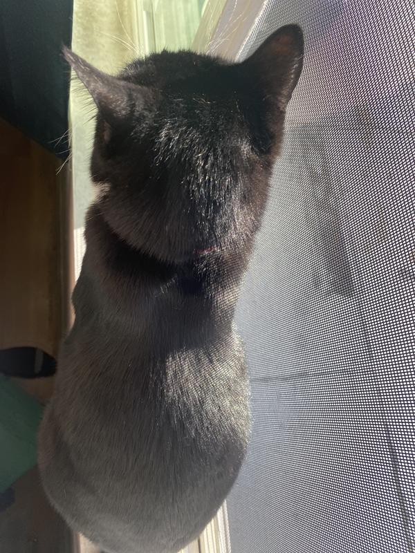 Shiny fur, minimal flakes