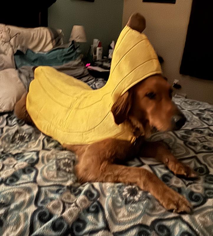 Side view of the banana costume with the hood pulled up