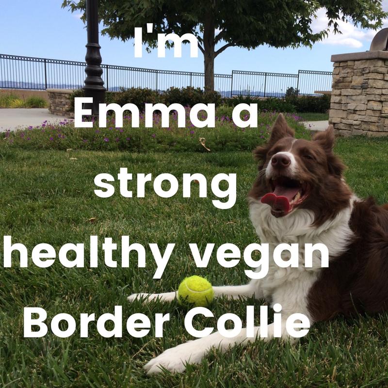 Emma The Vegan Collie