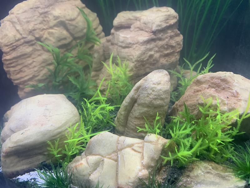 Tuyau prédécoupé 9/12 pour aquarium, bassin et aquaterrarium coloris gris  JBL – 2,5 mètres : JBL JBL animalerie - botanic®