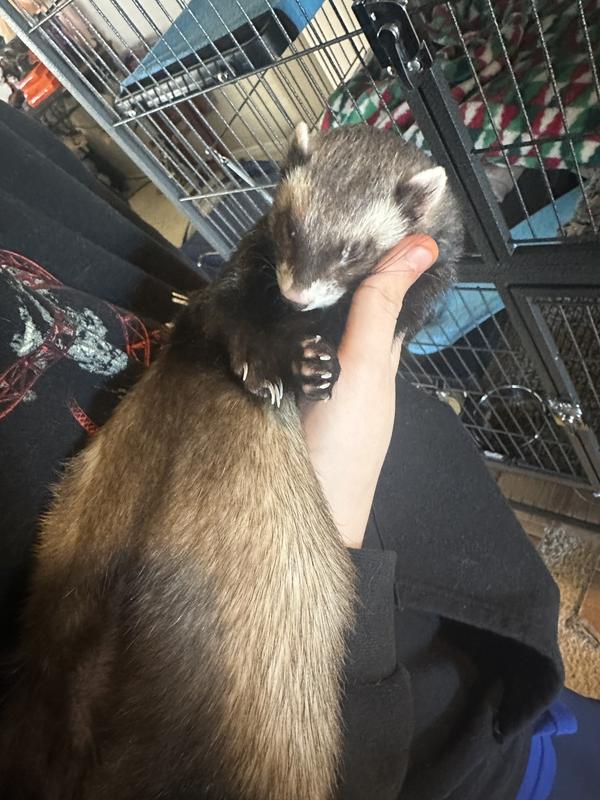 Baby ferrets deals for sale online