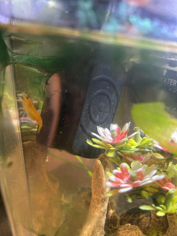 poor shrimp