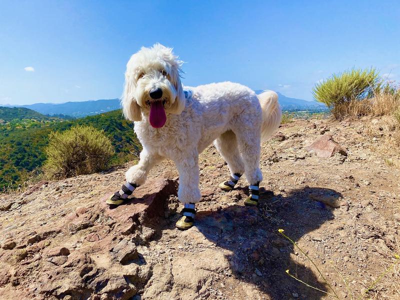 Good2go silicone dog discount boots