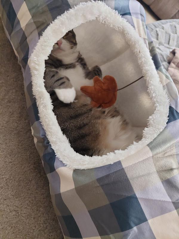 Catnip filled maple leaf on a stretchy string