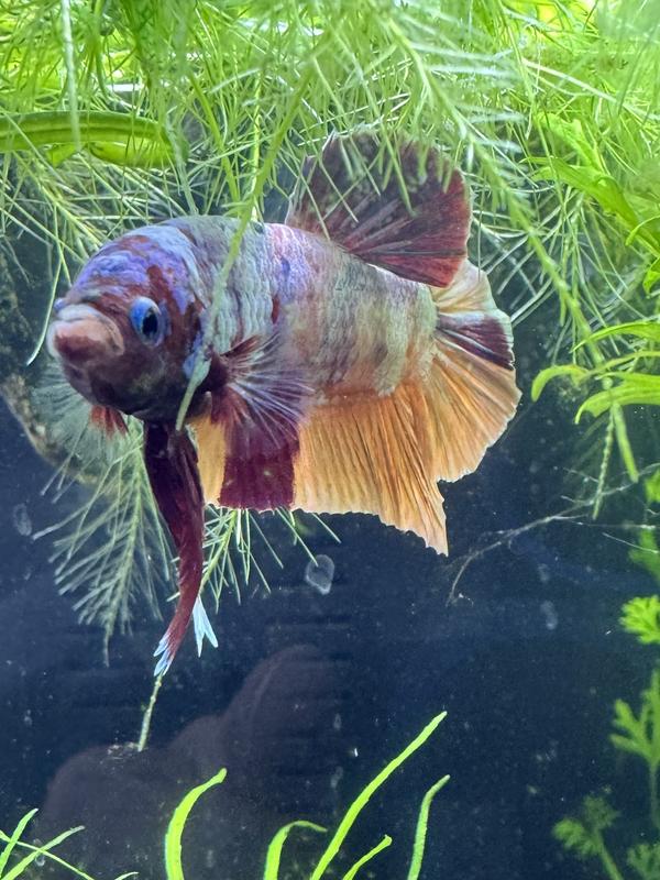 Betta - Fluval USA