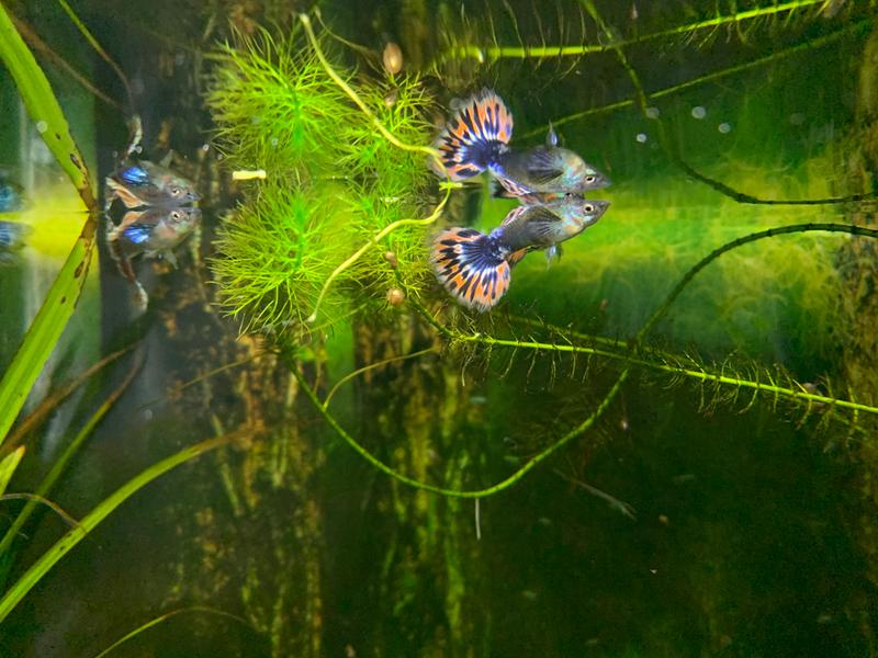 Guppies for Sale Near Me Find Your Perfect Pet