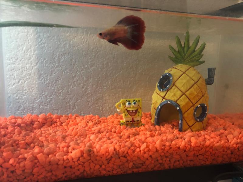 Spongebob fish best sale tank petco