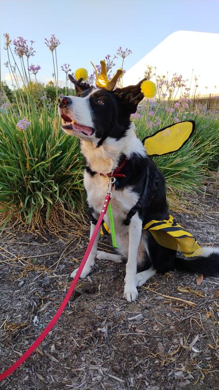 My favorite pollinator. ♥️