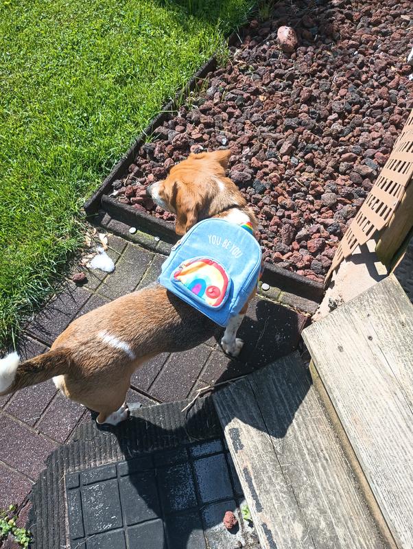 YOULY Pride Rainbow Dog Backpack for Small/Medium Dogs