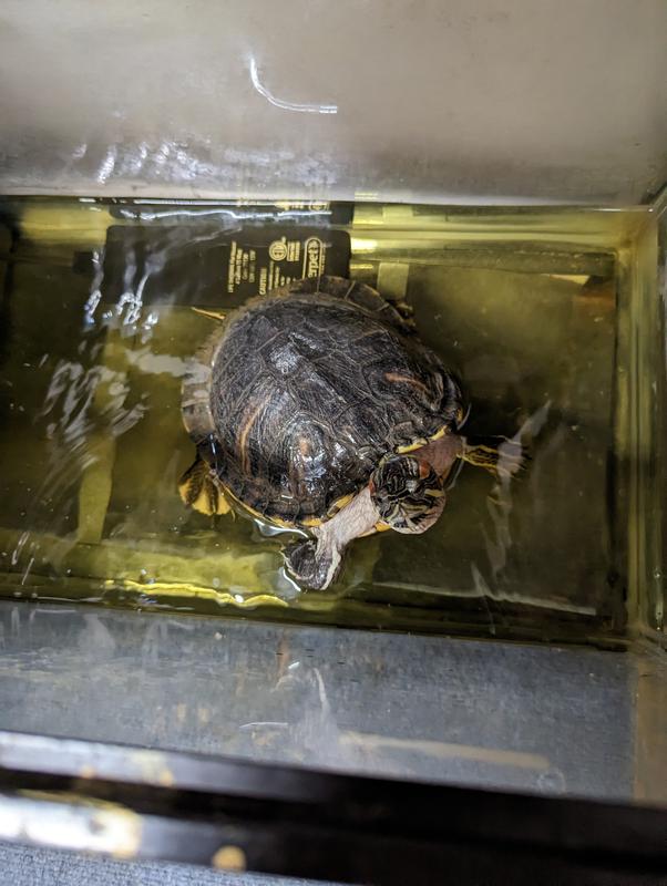 Baby turtles for store sale at petco