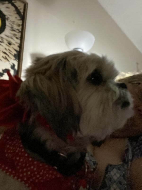 Photo - commentaire&nbsp;5.