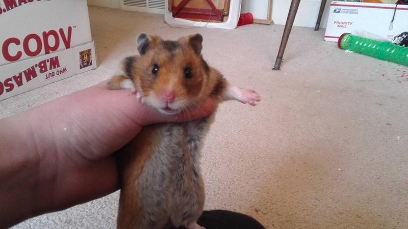 Coco my pet syeirn hamster