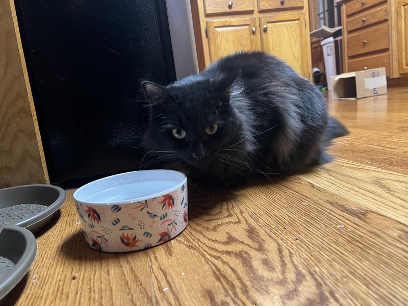 EveryYay White Floral Melamine Cat Bowl 2.3 Cups