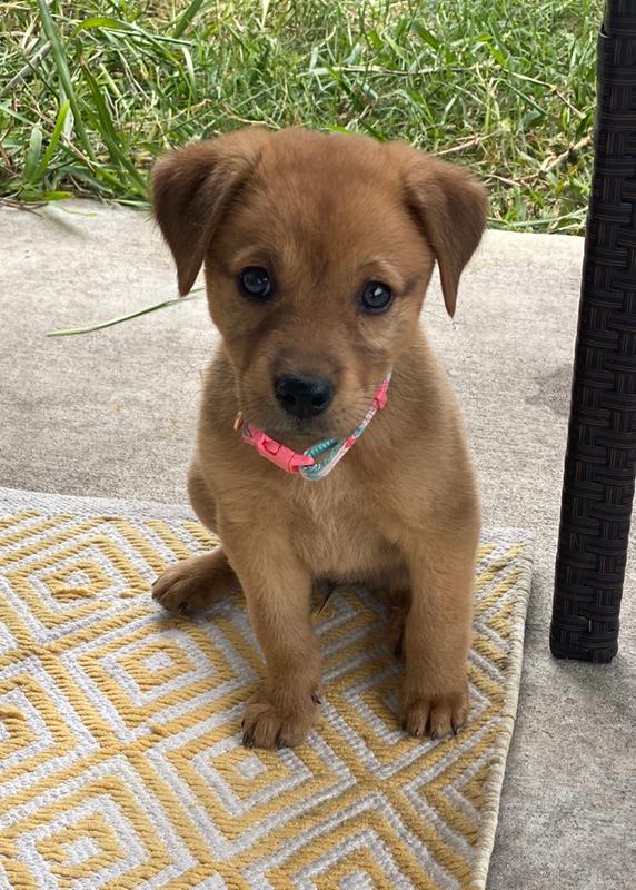 Photo - commentaire 1.