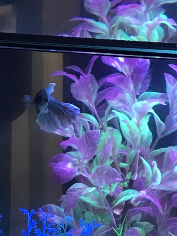 Elephant Ear Betta For Sale - Female | Petco