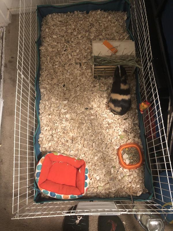 Petco midwest outlet guinea pig cage