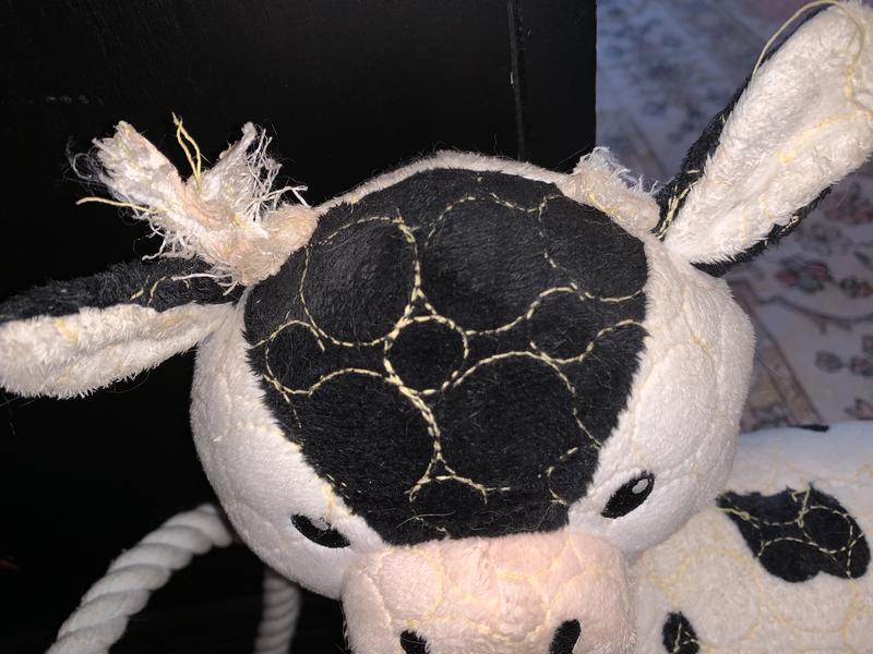 Clarabelle now, about 4 months later.