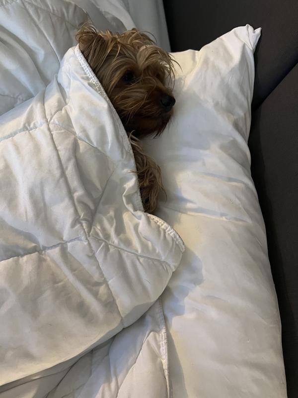Athena. Tea Cup Yorkie. Loves the Hilton :)