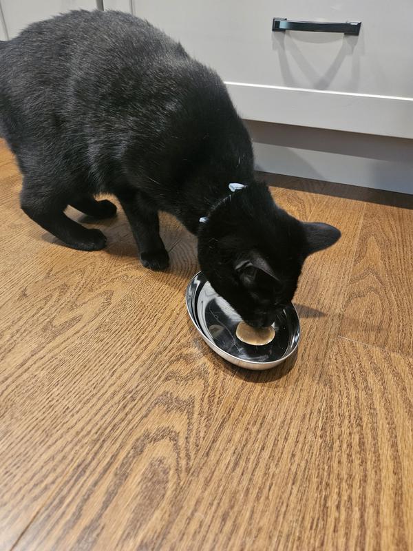 Their first try before mixing into wet food!