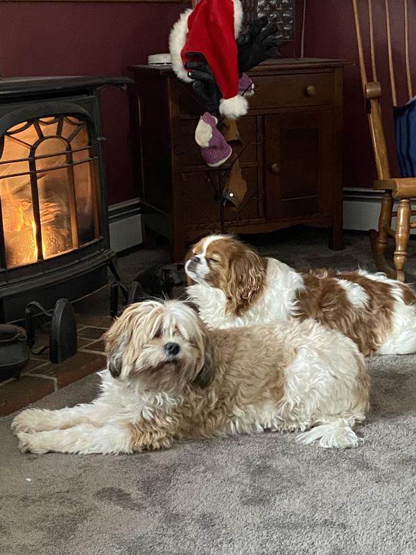 My Cavachin, Dexter in the back and Cavatzu, Pepper, in the front