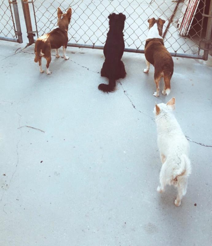 petco furminator shampoo