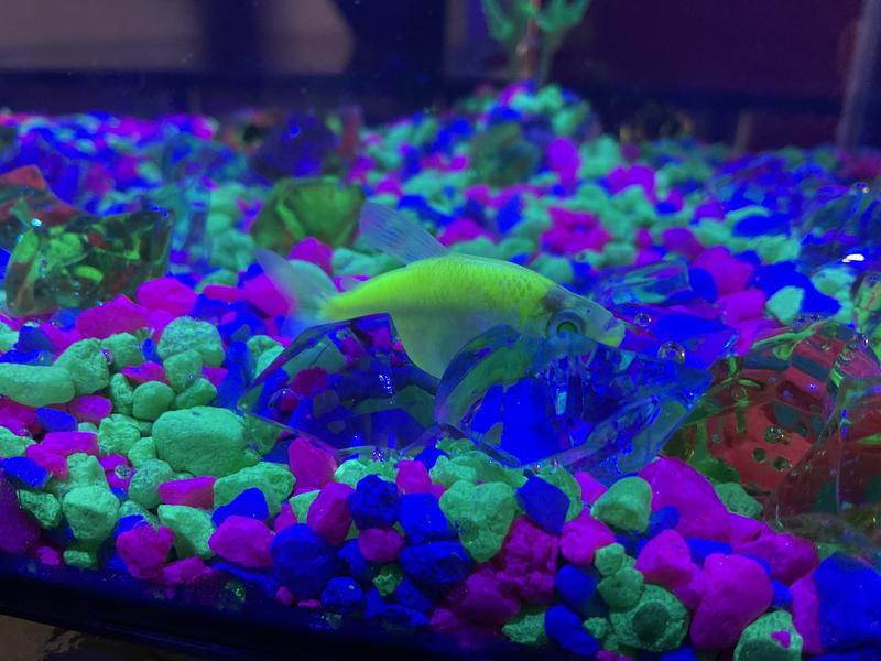GloFish Tetra For Sale - 7 Pack Assorted