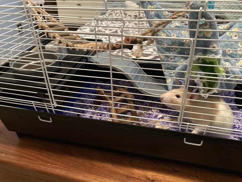 Kaytee Rat Home 25.5 L X 12.5 W X 14 H Petco