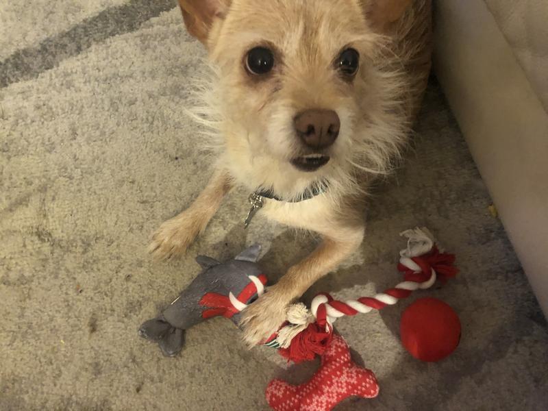 I think his favorite is the adorable bone shaped toy! Seal runs his close second.