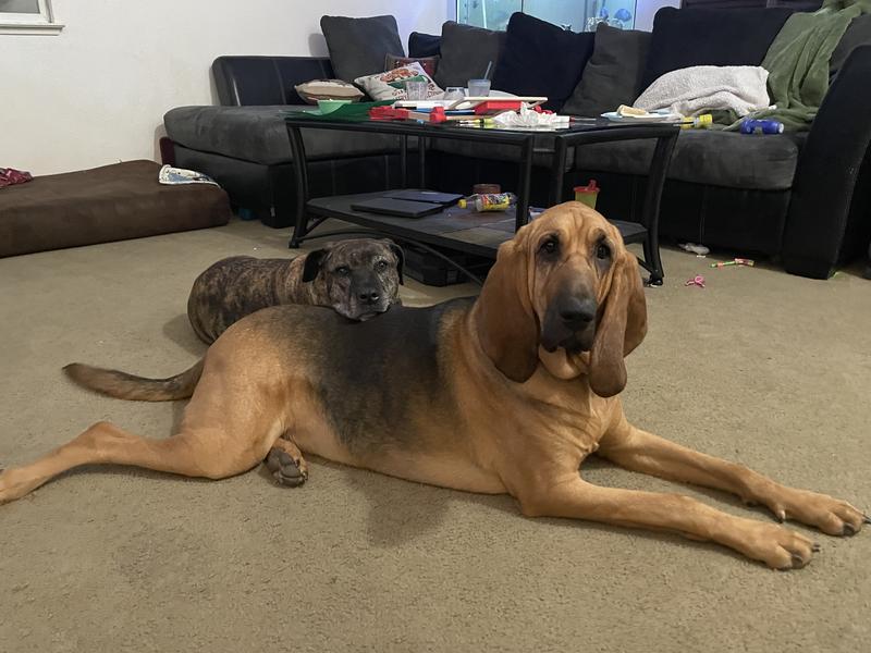 Large and medium dog