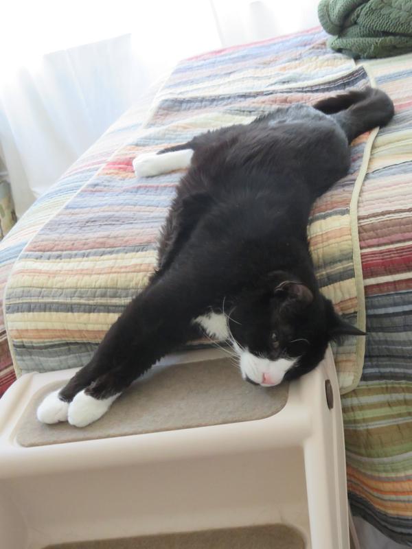It's hot here, so she's melted onto the top step.