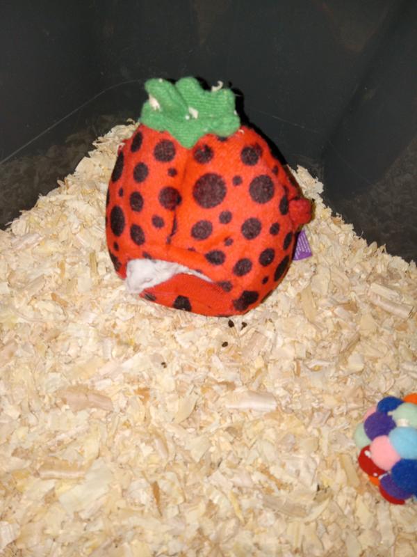 Hamster hotsell strawberry hideout