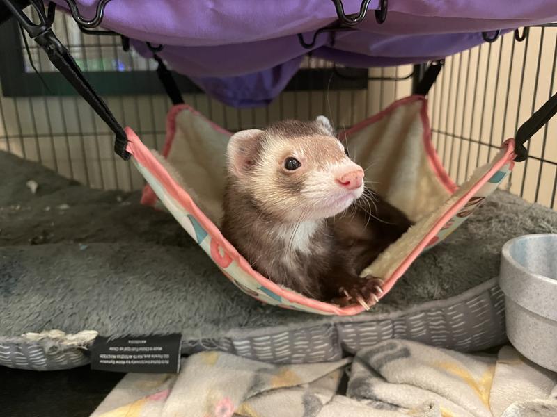 Ferret clearance hammock petco