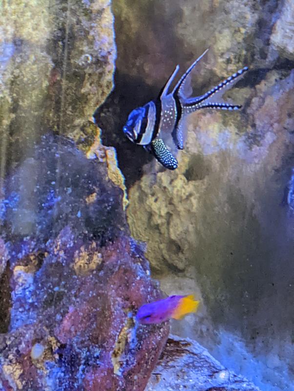Fish was still dull colored but out and about and very active the next day.