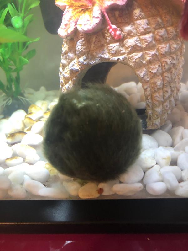 Don’t worry I am about to clean my tank!