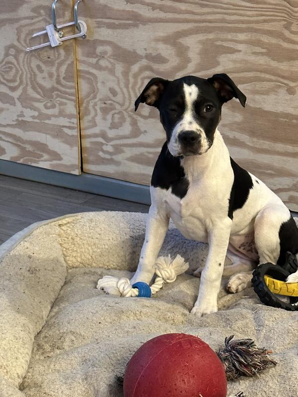 Here Dakota with her new toy!