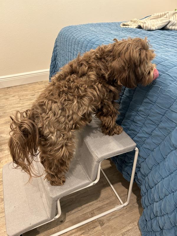 Basil (approx 14 lbs) using the stairs