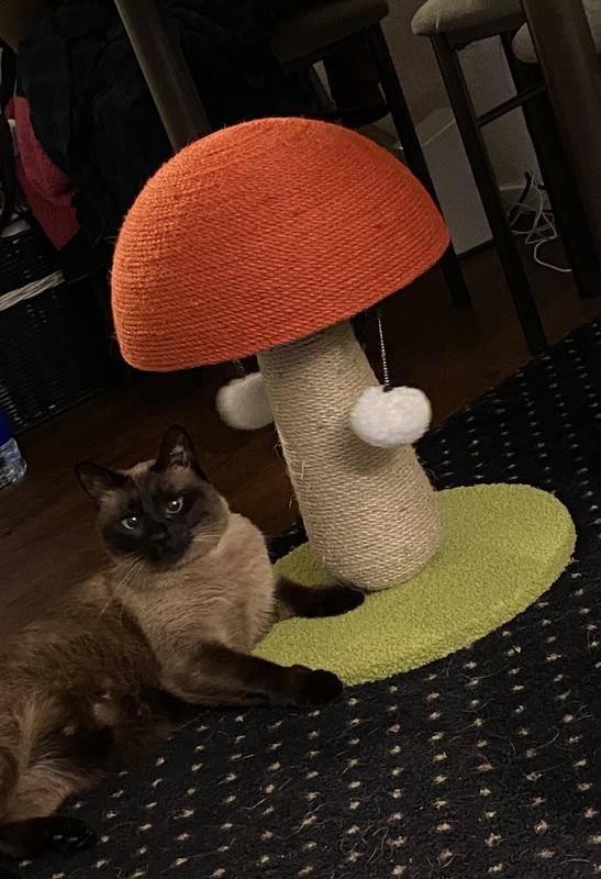 Petco cat scratcher hot sale