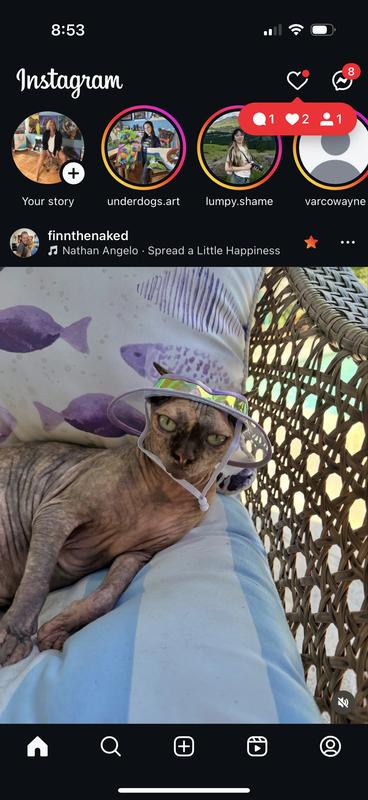 Our Sphynx , Fig, sporting her sun hat