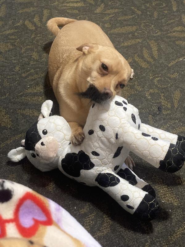 This is him chewing the tail, and again he wasn't able to rip it off or tear through it.