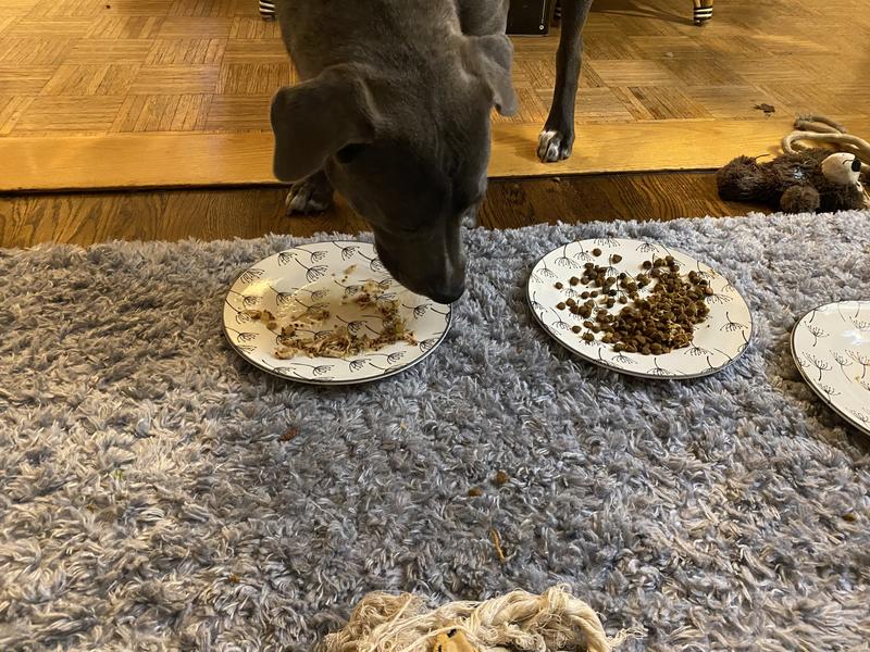 Leaving her dry food uneaten