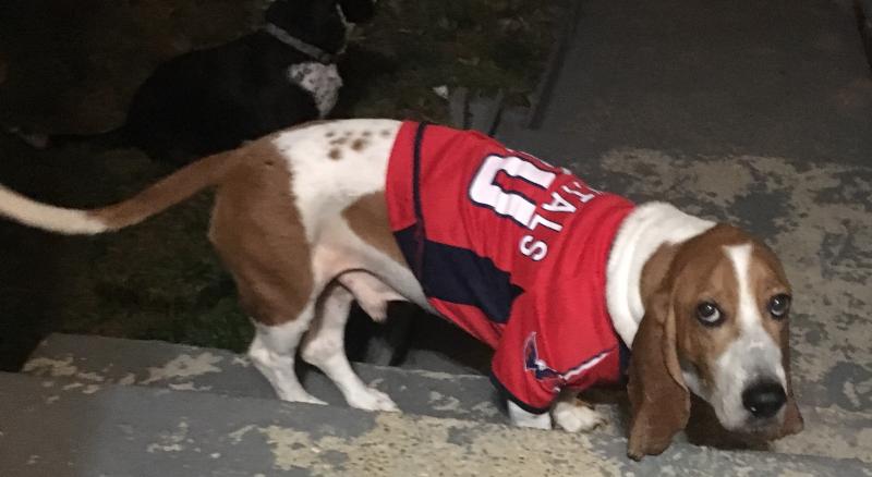 capitals dog jersey