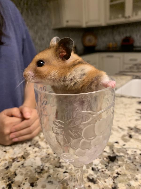 Short haired hamster store petco