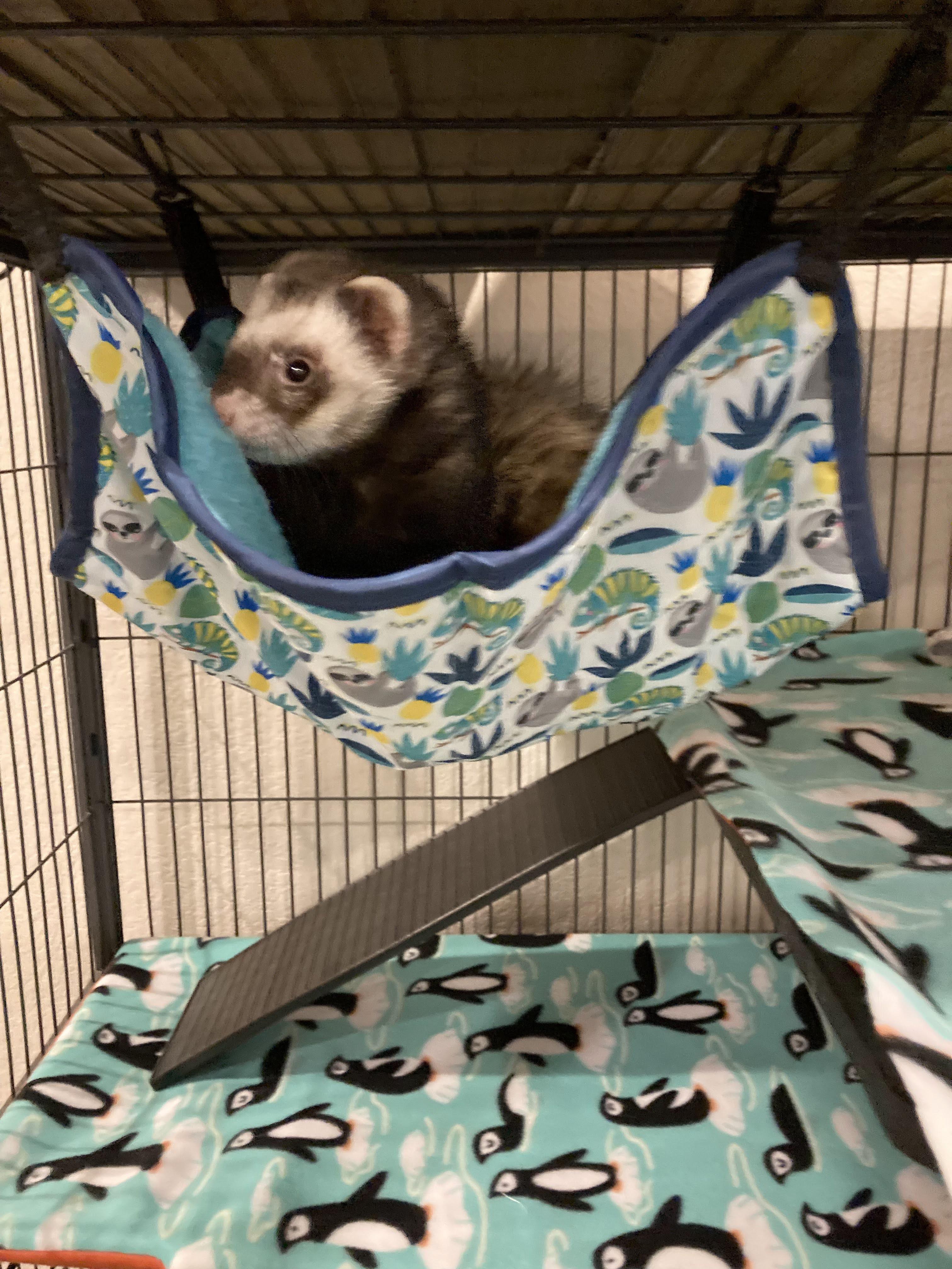 EveryYay Hangin Around Jungle Print Reversible Ferret Hammock 14 L X 14 W Petco