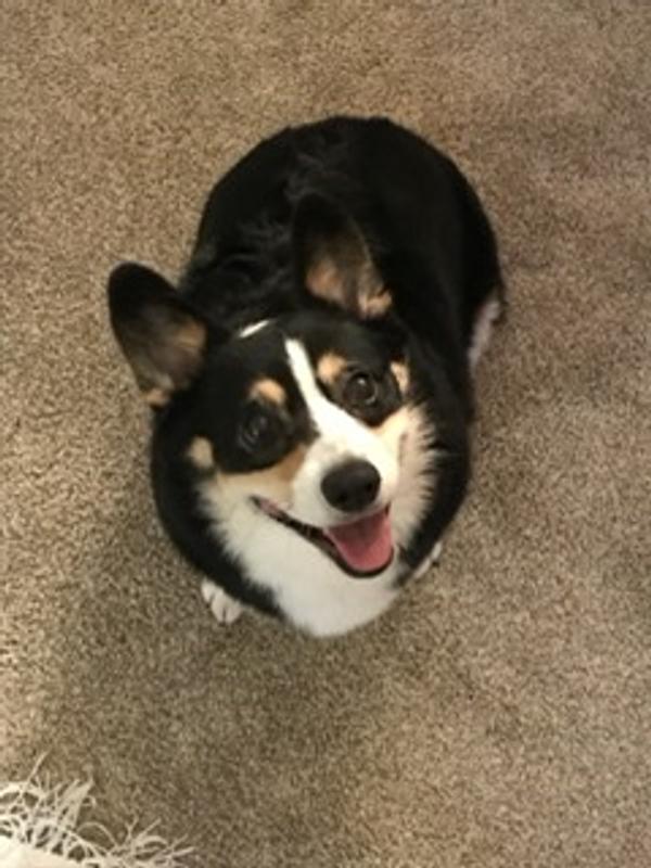 Excited Corgi