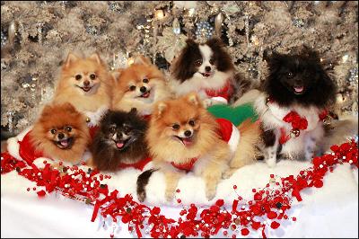 POM CHRISTMAS