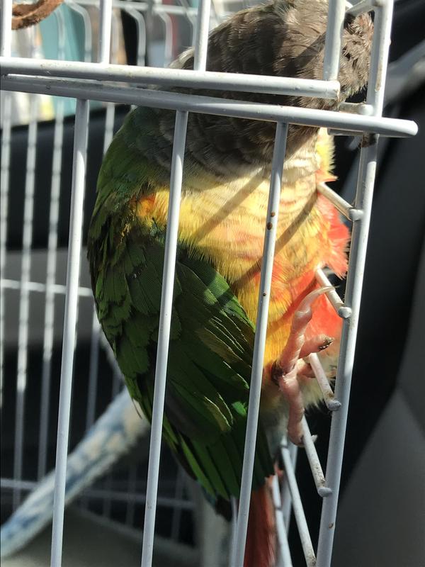 On the mend ❤️‍🩹 On his way back home from the sitters.